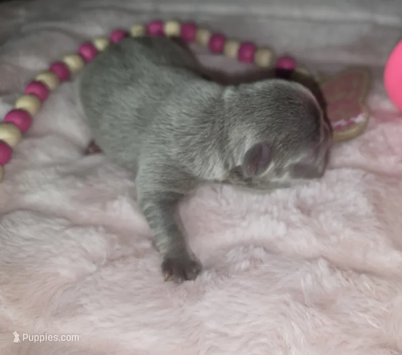 Silver – French Bulldog puppy for sale in Camden, MI