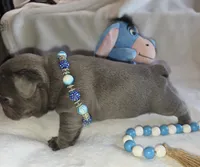 Carlos, a male French Bulldog for sale in Camden, MI – 4 of 7