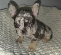 HARLEQUIN , a male French Bulldog for sale in Camden, MI – 3 of 6