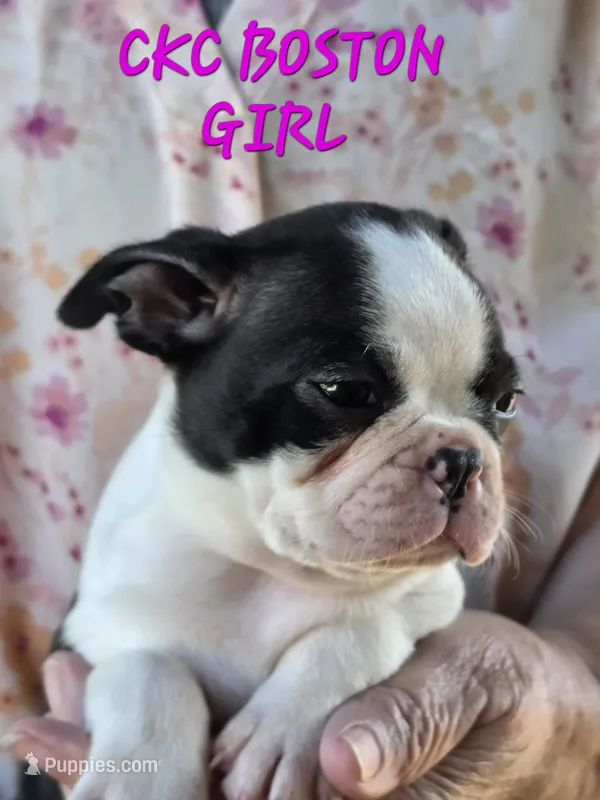Mable – Boston Terrier puppy for sale in Camden, MI