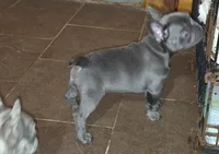 Carlos, a male French Bulldog for sale in Camden, MI – 6 of 7