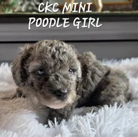 Maria, a female Poodle - Miniature  for sale in Camden, MI – 2 of 6