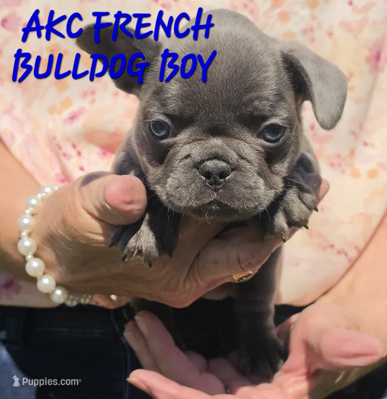 Carlos – French Bulldog puppy for sale in Camden, MI