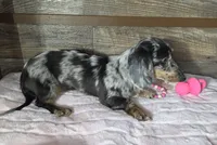 Blue dapple girl , a female Miniature Dachshund for sale in Camden, MI – 8 of 10
