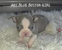 Bella blue, a female Boston Terrier for sale in Camden, MI – 9 of 9