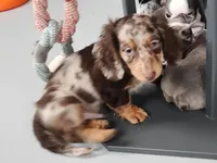 Bodie, a male Miniature Dachshund for sale in Camden, MI – Photo 4 of 5