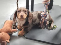Bodie, a male Miniature Dachshund for sale in Camden, MI – Photo 1 of 5