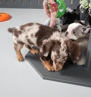 Bodie, a male Miniature Dachshund for sale in Camden, MI – Photo 5 of 5