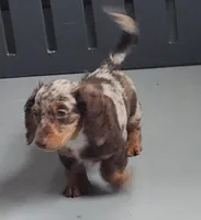 Bodie, a male Miniature Dachshund for sale in Camden, MI – Photo 3 of 5