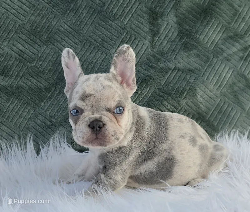 Olivia  – French Bulldog puppy for sale in Camden, MI