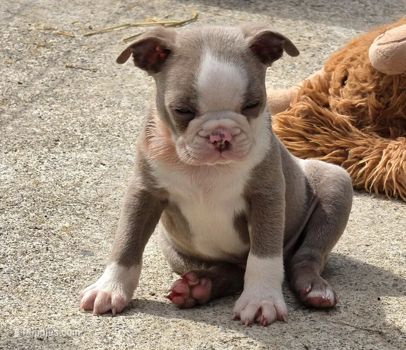 Whiskey  – Boston Terrier puppy for sale in Camden, MI
