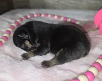 Mindy, a female French Bulldog for sale in Camden, MI – 2 of 2