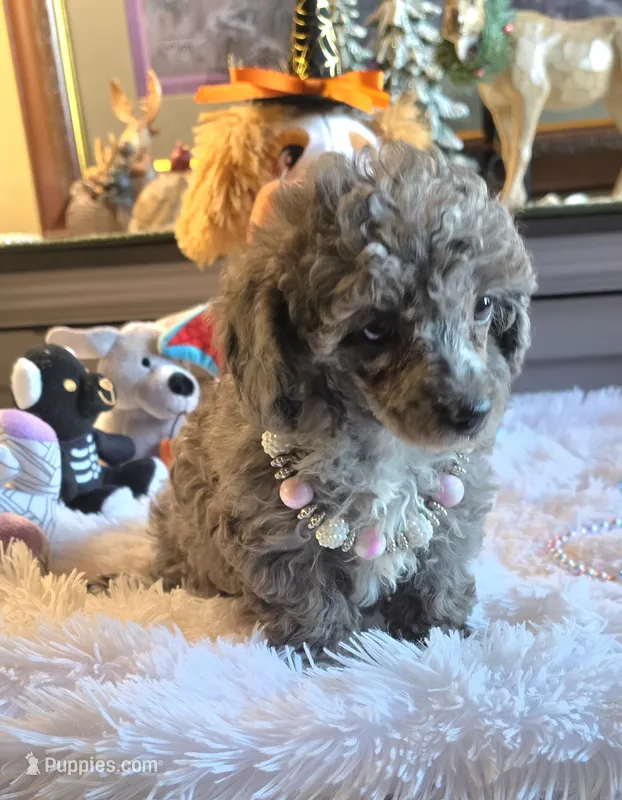 Maria – Poodle - Miniature  puppy for sale in Camden, MI