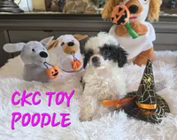 Tiny Tina, a female Poodle - Toy  for sale in Camden, MI – 4 of 10