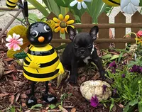 Bee Trice, a female Boston Terrier and French Bulldog for sale in Camden, MI – 2 of 9