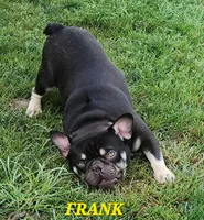 FRANK, a male French Bulldog for sale in Camden, MI – Photo 4 of 5
