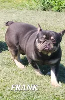FRANK, a male French Bulldog for sale in Camden, MI – Photo 1 of 5
