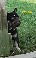 FRANK, a male French Bulldog for sale in Camden, MI – Photo 3 of 5