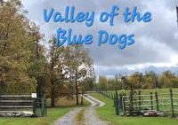 Mable, a female Boston Terrier for sale in Camden, MI – 8 of 8