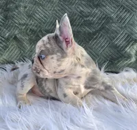 Olivia , a female French Bulldog for sale in Camden, MI – 2 of 6