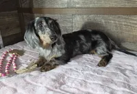 Blue dapple girl , a female Miniature Dachshund for sale in Camden, MI – 10 of 10
