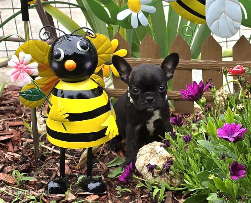 Bee Trice – Boston Terrier, French Bulldog puppy for sale in Camden, MI