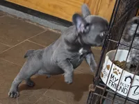Carlos, a male French Bulldog for sale in Camden, MI – 7 of 7
