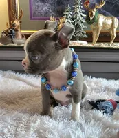 Lyle, a male Boston Terrier for sale in Camden, MI – 4 of 5