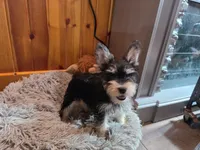 Peggy, a female Miniature Schnauzer for sale in Camden, MI – 5 of 7