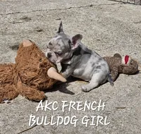 Olivia , a female French Bulldog for sale in Camden, MI – 5 of 6