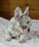 Olivia , a female French Bulldog for sale in Camden, MI – 6 of 9