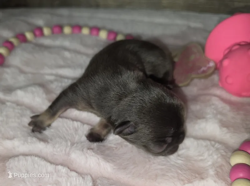 Chocolate  – French Bulldog puppy for sale in Camden, MI