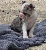 Maria, a female Boston Terrier for sale in Camden, MI – 8 of 8