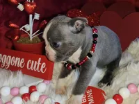 Winston , a male Boston Terrier for sale in Camden, MI – Photo 1 of 2