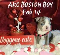 Winston , a male Boston Terrier for sale in Camden, MI – Photo 2 of 2