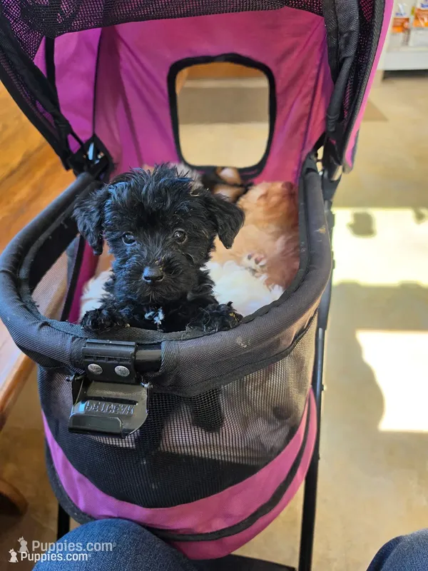 Elvira  – Schnoodle puppy for sale in Camden, MI