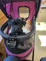 Elvira , a female Schnoodle for sale in Camden, MI – 10 of 10