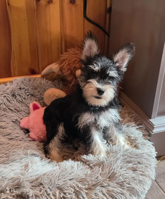 Peggy – Miniature Schnauzer puppy for sale in Camden, MI