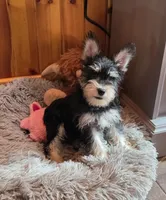 Peggy, a female Miniature Schnauzer for sale in Camden, MI – 1 of 7