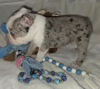 Earl, a male Boston Terrier for sale in Camden, MI – 5 of 8