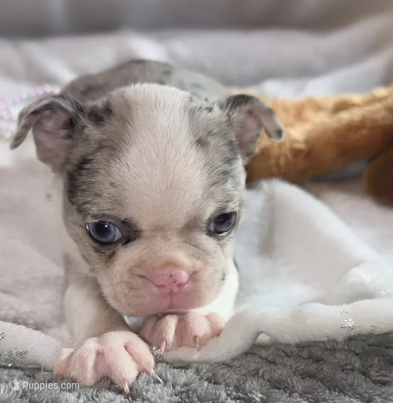 Maria – Boston Terrier puppy for sale in Camden, MI