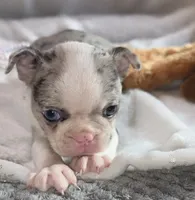 Maria, a female Boston Terrier for sale in Camden, MI – 1 of 7