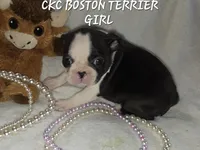 Mable, a female Boston Terrier for sale in Camden, MI – 6 of 8