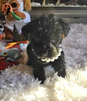 Elvira , a female Schnoodle for sale in Camden, MI – 6 of 10