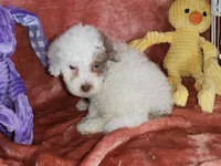 Opal, a female Poodle - Miniature  for sale in Camden, MI – Photo 4 of 5