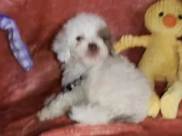 Opal, a female Poodle - Miniature  for sale in Camden, MI – Photo 1 of 5