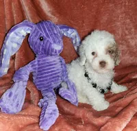 Opal, a female Poodle - Miniature  for sale in Camden, MI – Photo 5 of 5