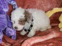 Opal, a female Poodle - Miniature  for sale in Camden, MI – Photo 3 of 5