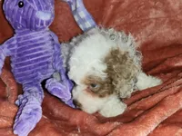 Opal, a female Poodle - Miniature  for sale in Camden, MI – Photo 2 of 5