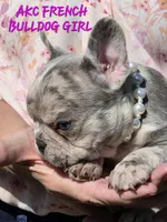 Olivia , a female French Bulldog for sale in Camden, MI – 4 of 6